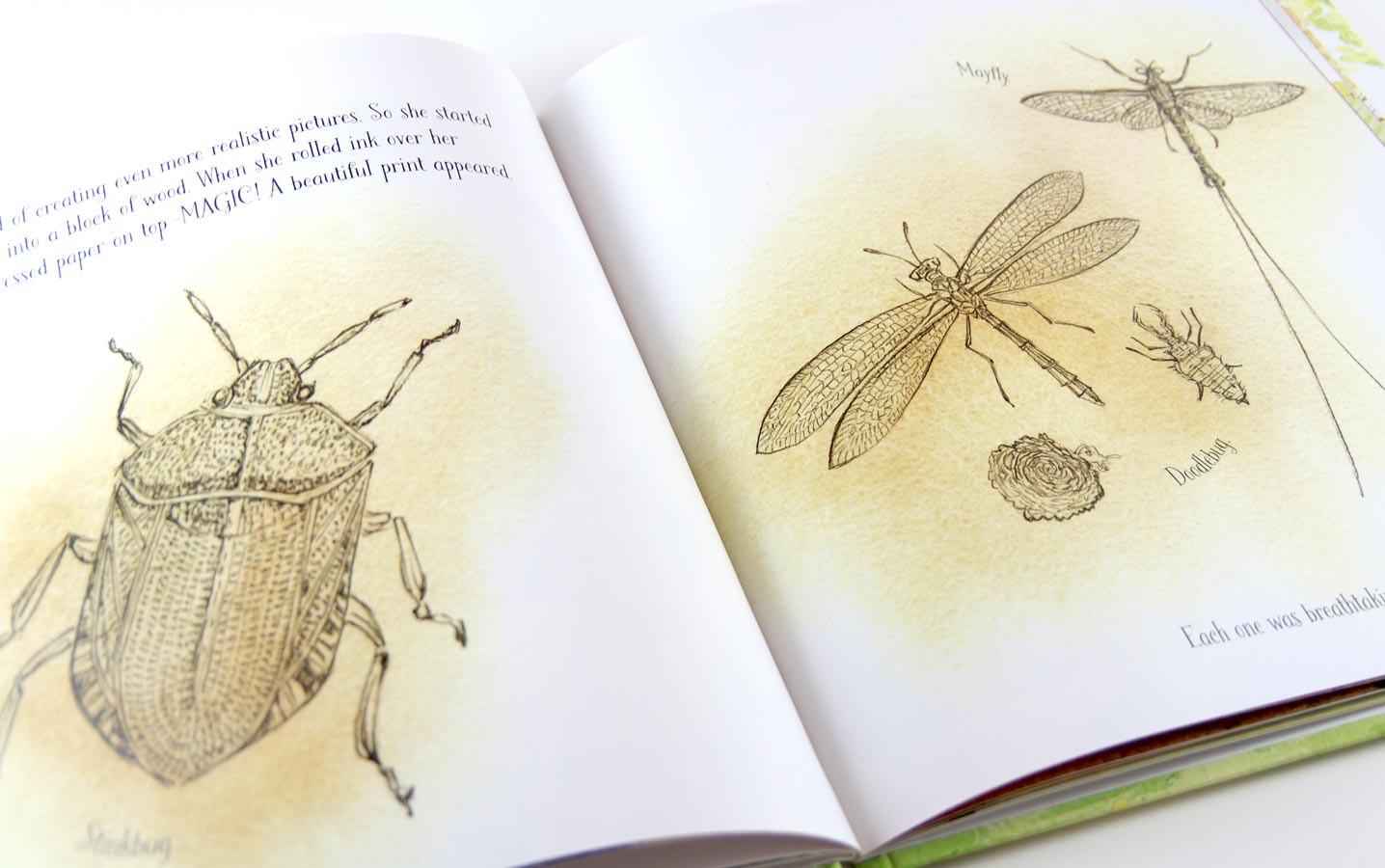 Watercolor illustration of insects drawn in the style of Anna Comstock's prints