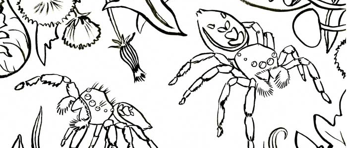 Ink line drawing showing two jumping spiders surrounded by leaves.