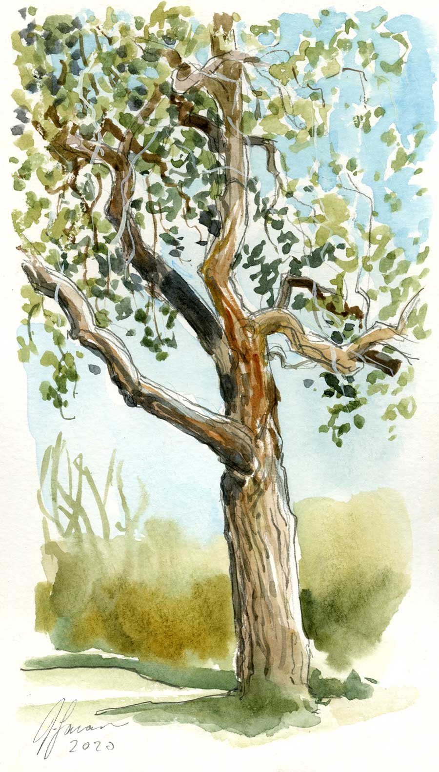 Portrait style watercolor sketch of a large cottonwood tree in the sun with a blue sky and green foliage behind.